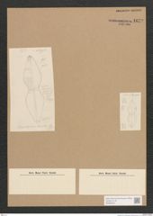 Diatomeae indet. Zeichnungen Sammlung Grunow Nr. 1672 (NHMW-BOT-W0368530)